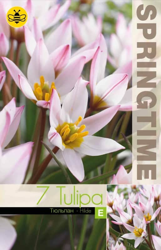 botanisk-tulpan-hilde-7st-1