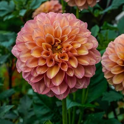 dekorativ-dahlia-milena-fleur-1