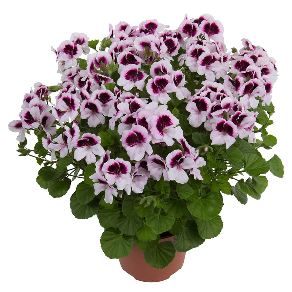 doftpelargon-mosquitaway-lizzy-3st-sticklinga-1