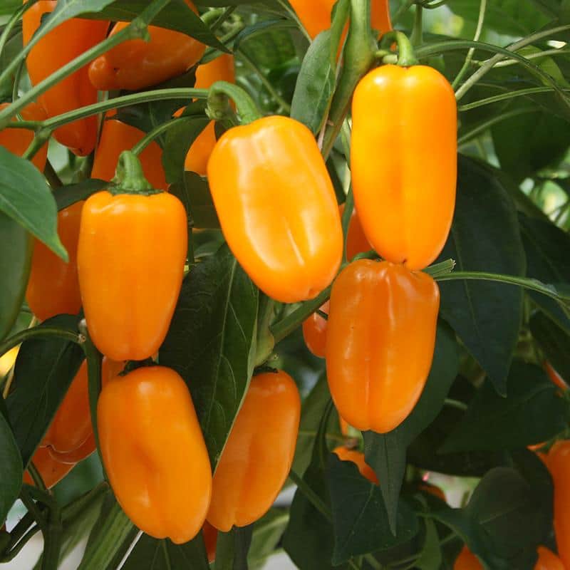 krukpaprika-snacky-orange-105cm-kruka-1