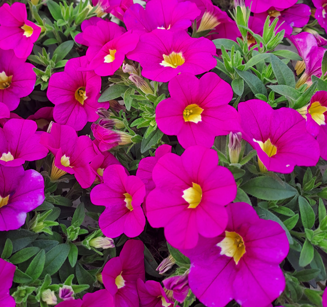 minipetunia-minifamous-pink-105cm-kruka-1