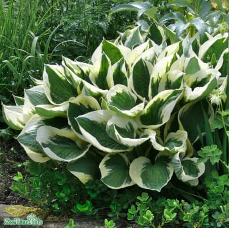 hosta-patriot-11cm-kruka-1