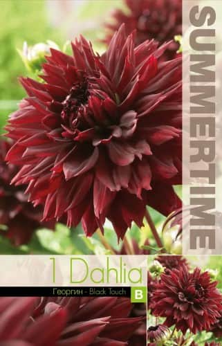 dekorativ-dahlia-black-touch-1st-1