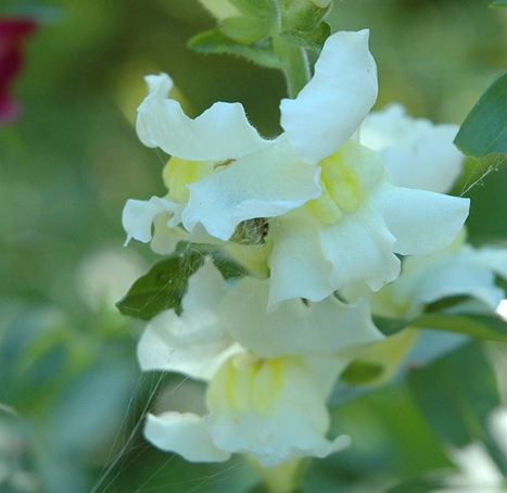 lejongap-white-12cm-kruka-1