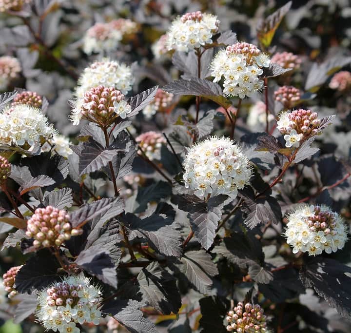 smllspirea-midnight-5-l-1