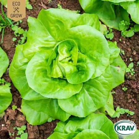 huvudsallat-may-king-krav-mrkt-1