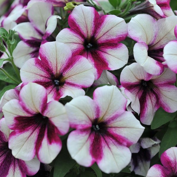 Petunia ’Sweetunia Purple Touch’ – 3 plantor