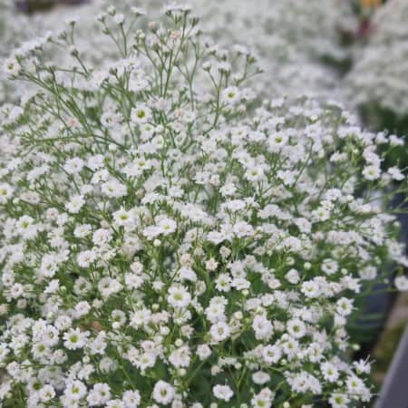 brudslja-white-12cm-kruka-1