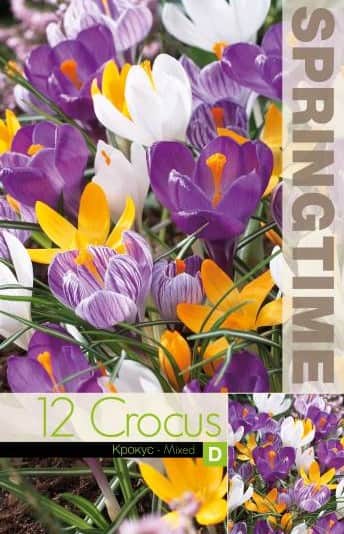 krokus-storblommande-mix-12st-1