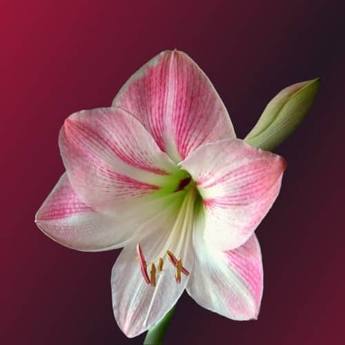 amaryllis-rosy-star-1st-1