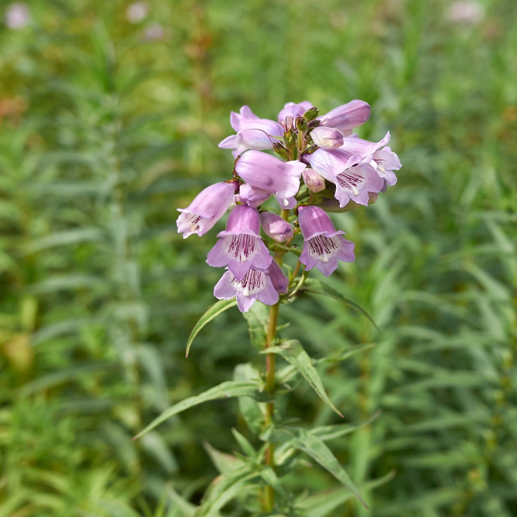 Penstemon ’Sour Grapes’ 9cm kruka