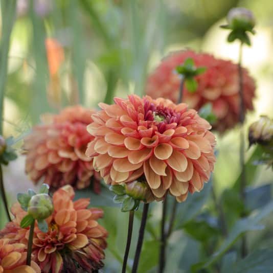 boll-dahlia-american-sunset-1