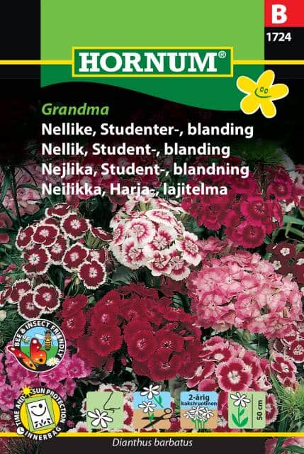 borstnejlika-mix-grandma-1