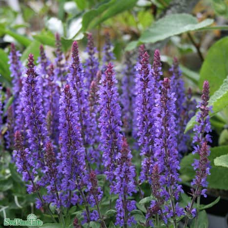 stppsalvia-sensation-deep-blue-12cm-kruka-1