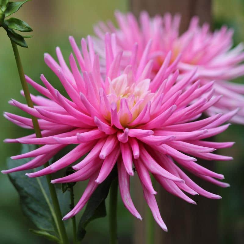 dvrg-kaktus-dahlia-park-princess-1st-2
