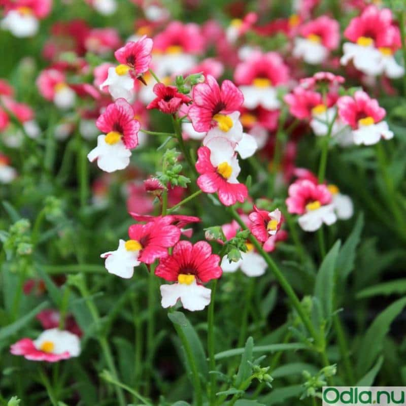 nemesia-cherry-on-ice---3-plantor-1