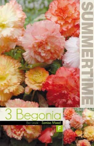 begonia-samba-mixed-3st-1