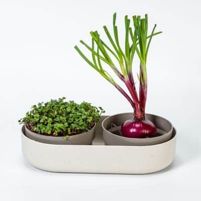 microgreen-and-regrow-ivory-1