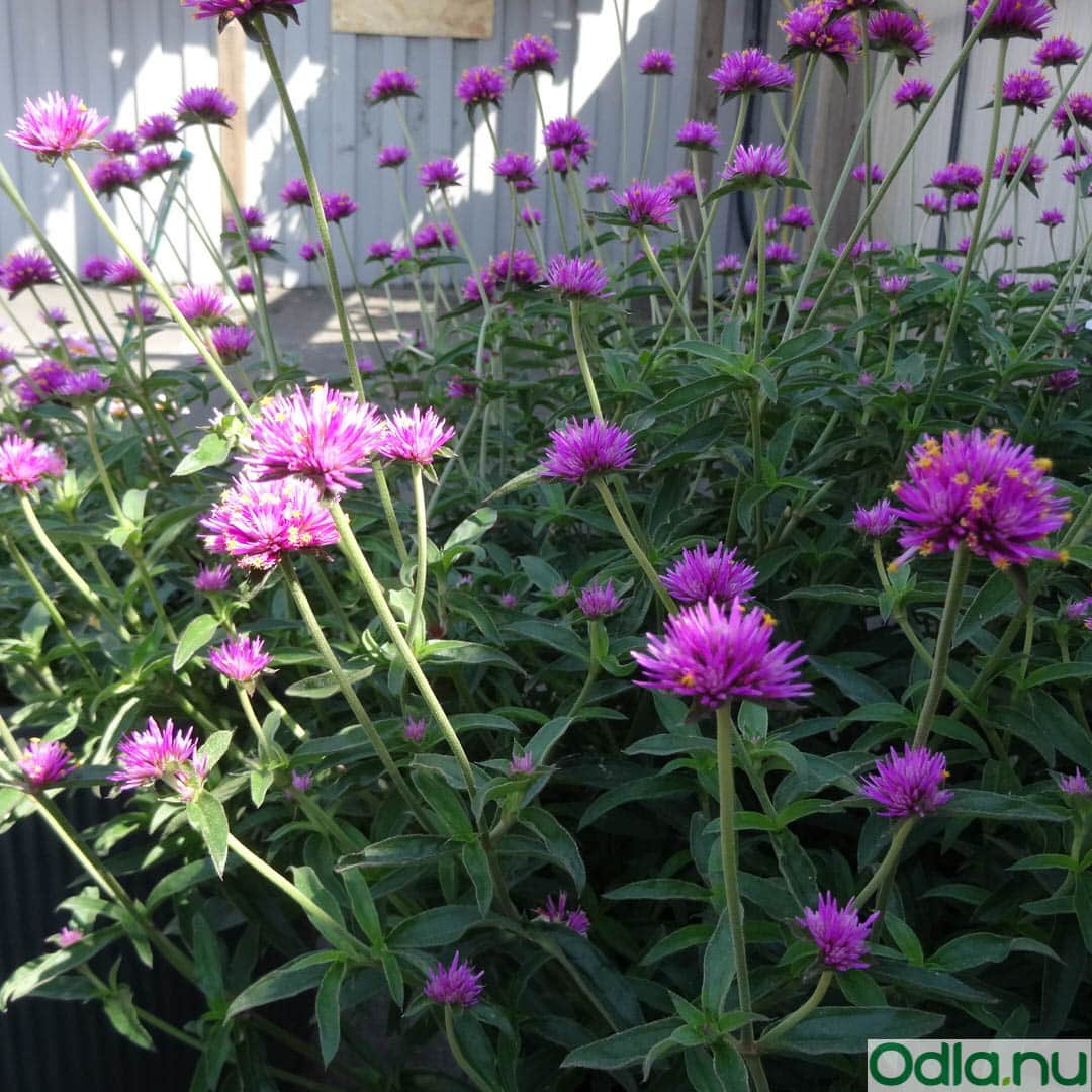 klotamarant-truffula-pink-105cm-kruka-1