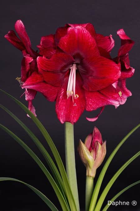 amaryllis-daphne-1st-1
