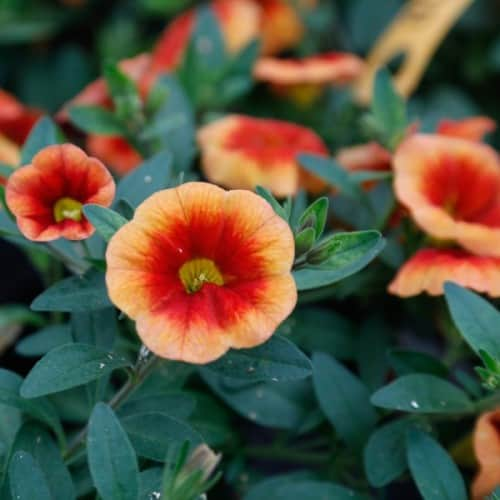 minipetunia-vibe-orange-bicolor---3-plantor-1