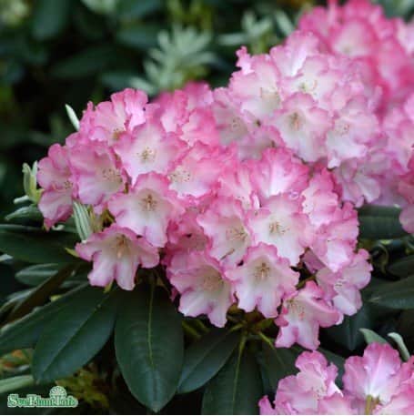 rhododendron-fantastica-co-20-25cm-3-pack-1