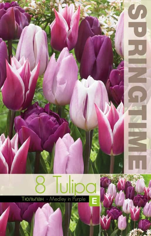 tulpanmix-medley-in-purple-8st-1