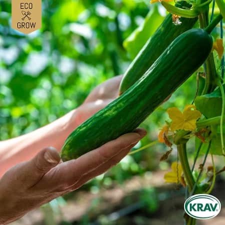 slanggurka-bono-krav-mrkt-1