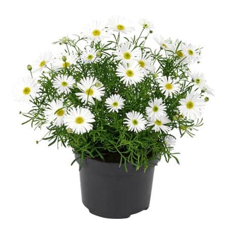 dockkrage-surdaisy-white-105cm-kruka-1