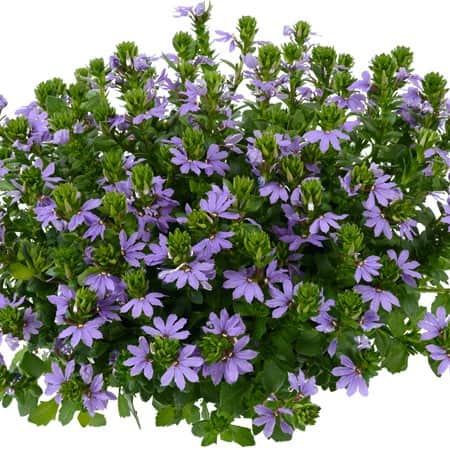 femtunga-fancy-violet-105cm-kruka-1