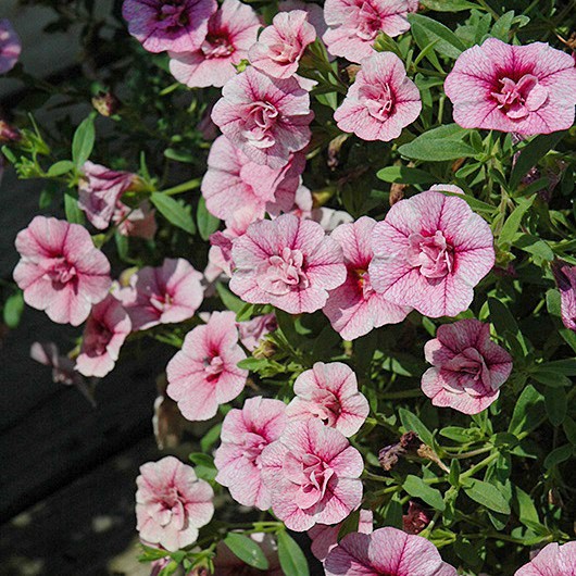Minipetunia 'Can-Can Pink Vein' 10,5cm kruka