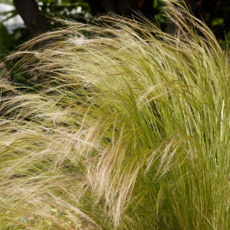 Svansfjädergräs ’Pony Tails’ 10,5cm kruka