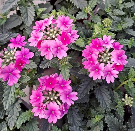 trdgrdsverbena-venturi-pink-105cm-kruka-2