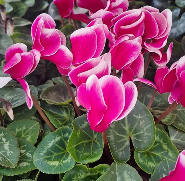 cyklamen-storblommig-bicolor-12cm-kruka-1