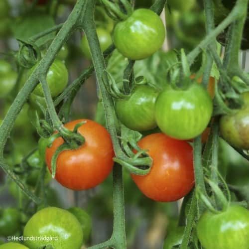 tomat-supersweet-105cm-kruka-1