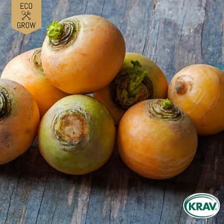 majrova-golden-ball-krav-mrkt-1