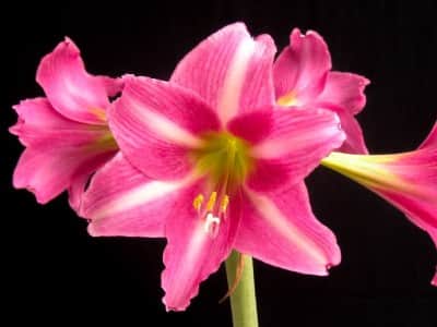 amaryllis-estella-1st-1