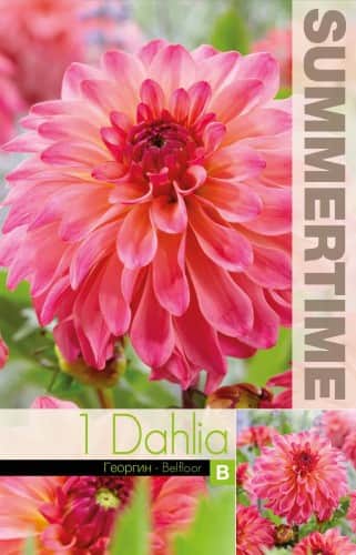 dekorativ-dahlia-belfloor-1st-1