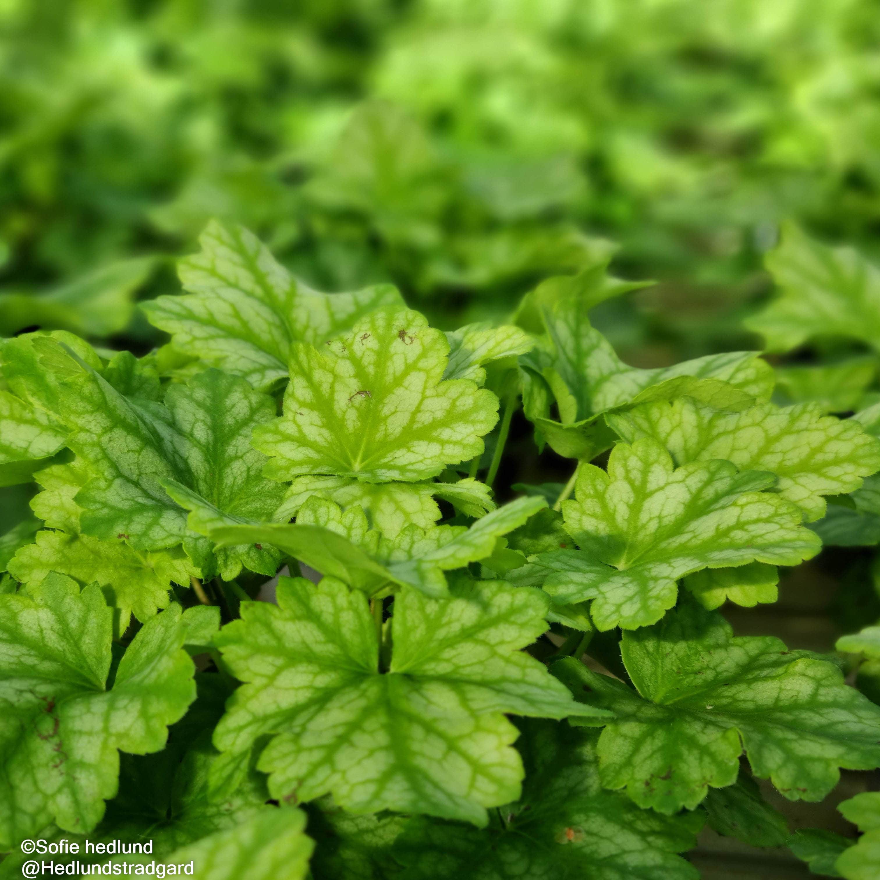 alunrot-lord-lime-12cm-kruka-1