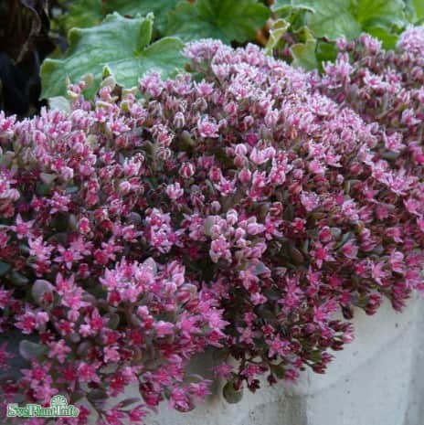 liten-krleksrt-12cm-kruka-1