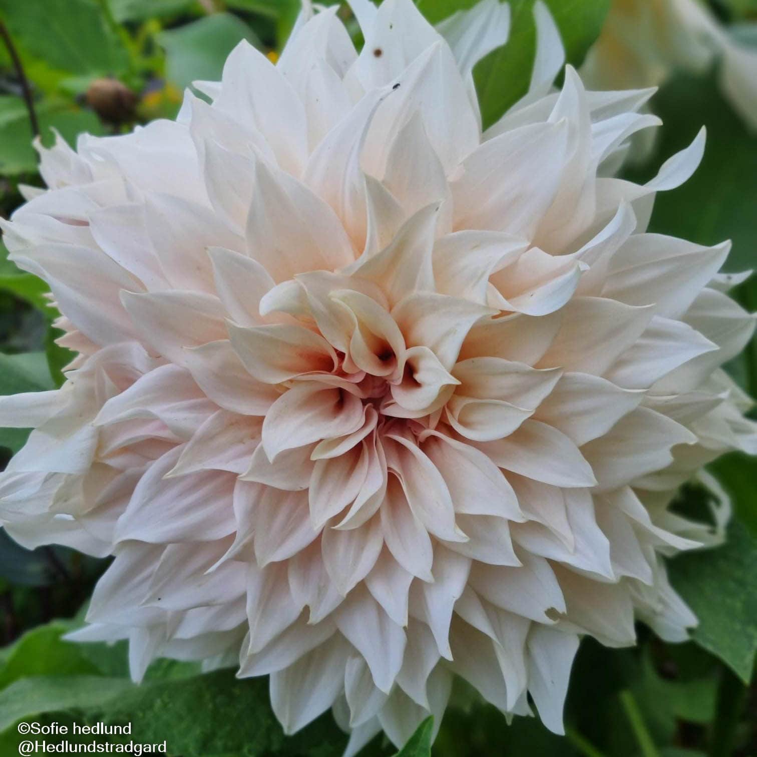 dekorativ-dahlia-caf-au-lait-1st-1