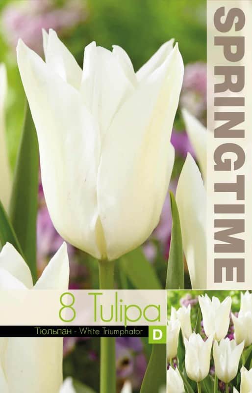 liljetulpan-white-triumphator-8st-2