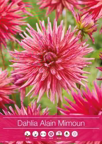 kaktus-dahlia-alain-mimoun-1st-1
