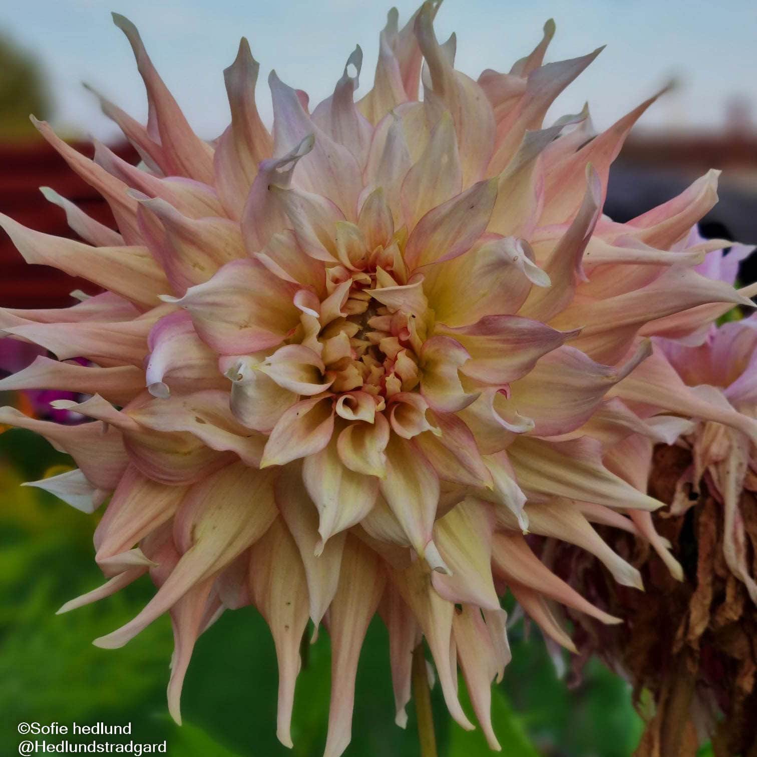 dekorativ-dahlia-break-out-1st-2