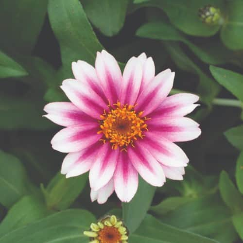 zinnia-profusion-cherry-bicolour-1