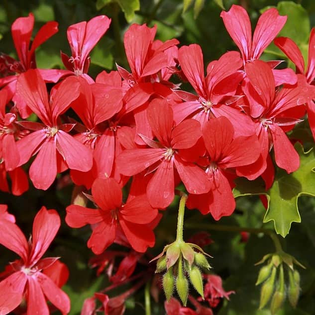 kaskadpelargon-decora-red-3st-sticklingar-1
