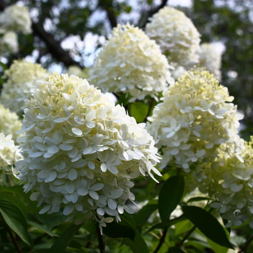 vipphortensia-limelight-5-l-3