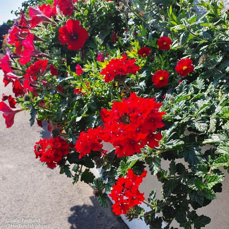 verbena-bright-red-12cm-kruka-1