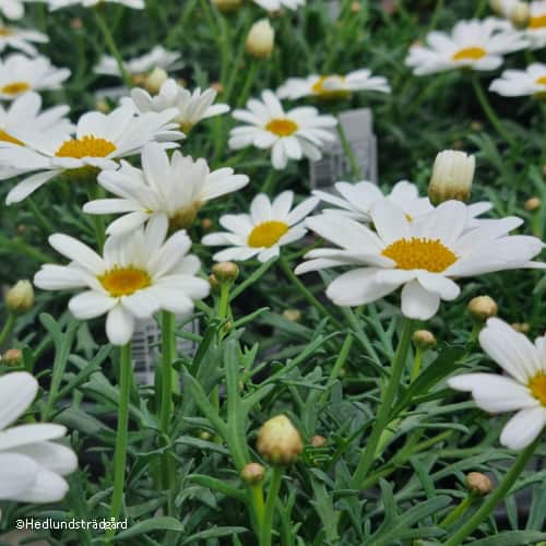 margerit-la-rita-white-105cm-kruka-2