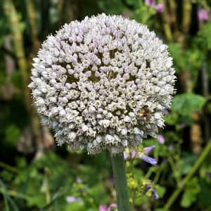 allium-prydnadslk-white-cloud-15st-1